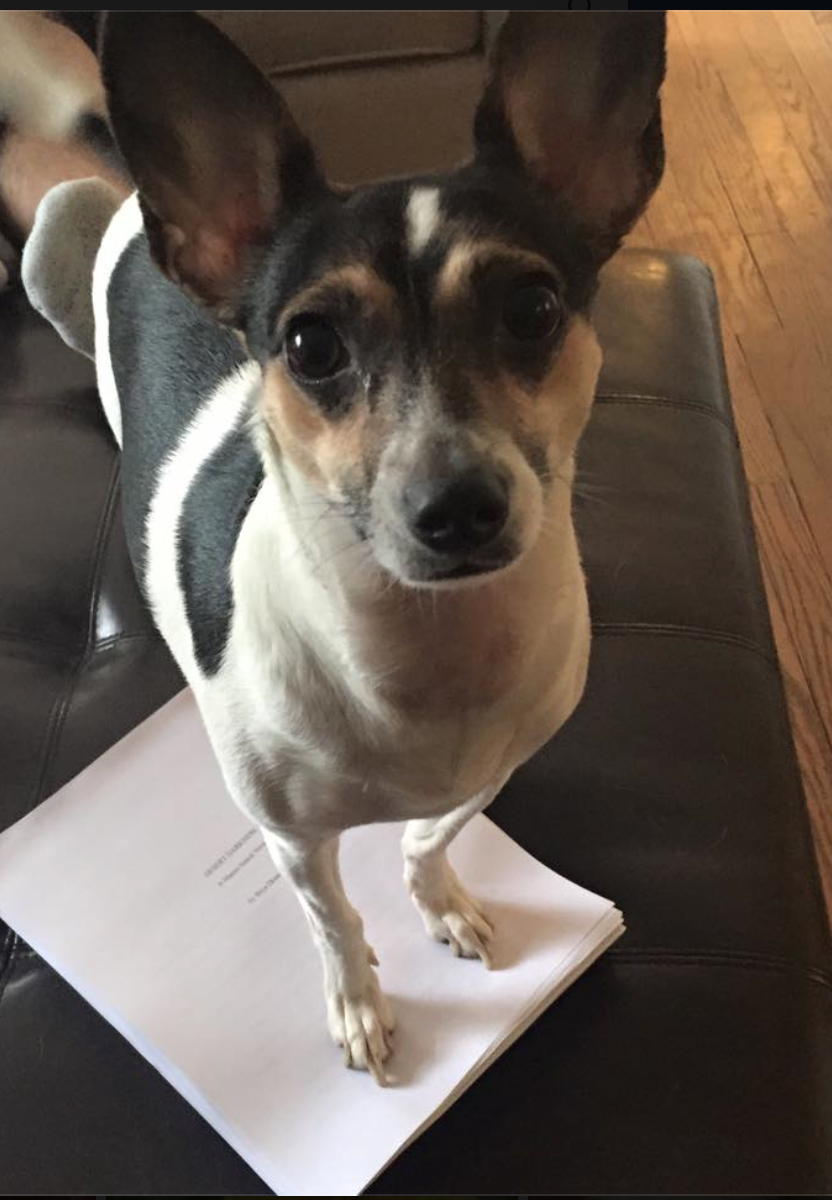 This is Clio, who's a total sweetheart. I was actually trying to take a picture of my finished novel draft here, haha.