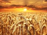 Today Is Lughnasadh: What's Working? What Isn't? #wheel of the year #semi-charmed life #how to say no