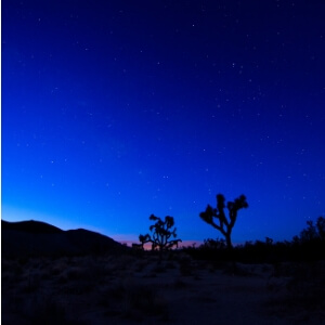 Photo of Joshua Tree National Park at night, with stars overhead.