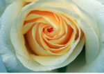 closeup of a rose