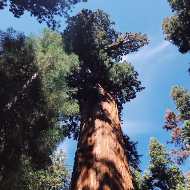 Sequoia National Park visit from Los Angeles bucket list life goals