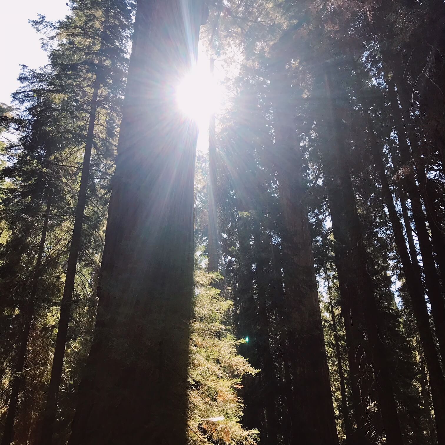 Sequoia National Park visit from Los Angeles bucket list life goals #giant sequoia national monument