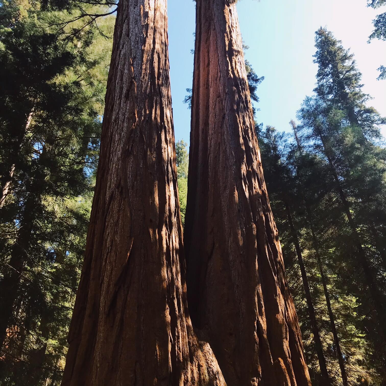 Sequoia National Park visit from Los Angeles bucket list life goals #giant sequoia national monument