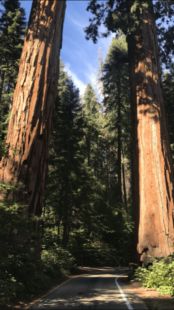 Sequoia National Park visit from Los Angeles bucket list life goals