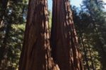 Sequoia National Park visit from Los Angeles bucket list life goals #giant sequoia national monument