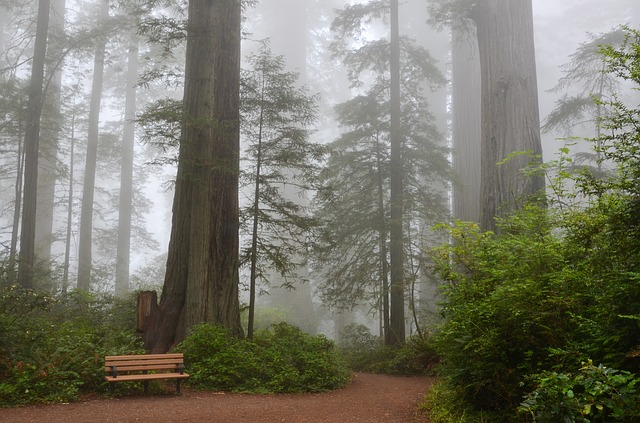 tall redwood trees in morning mist