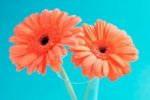 two gerbera daisies in one vase