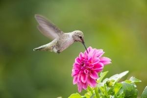 image of hummingbird sipping from a flower #hummingbird symbolism #hummingbird spiritual meaning #animal symbolism #what does a hummingbird symbolize #hummingbird sign from heaven #seeing a hummingbird meaning #hummingbird visits meaning