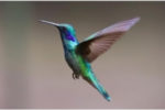 image of flying hummingbird with blurred background #hummingbird symbolism #hummingbird spiritual meaning #animal symbolism #what does a hummingbird symbolize #hummingbird sign from heaven #seeing a hummingbird meaning #hummingbird visits meaning