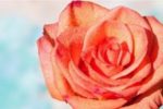 image: rose with raindrops on it | 100 Romantic Things to Do for Your Wife, Husband, or Partner #list of romantic gestures #romantic gifts for wife #romantic things to do for your husband #romantic things to do for your wife #romantic things to do list