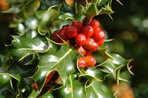Close up of holly leaves and berries.