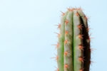 how to describe pain in writing | image of cactus with sharp thorns