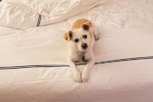 adorable biscuit colored terrier/mutt on bed with tilted head