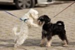 two dogs on leashes meeting in park. demonstrating meet cute meaning