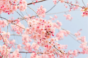 cherry blossoms and blue sky