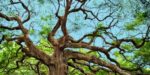 oak tree and sky - how to describe a forest setting