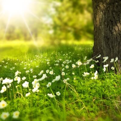 trees, sunlight, daisies - summer writing prompts