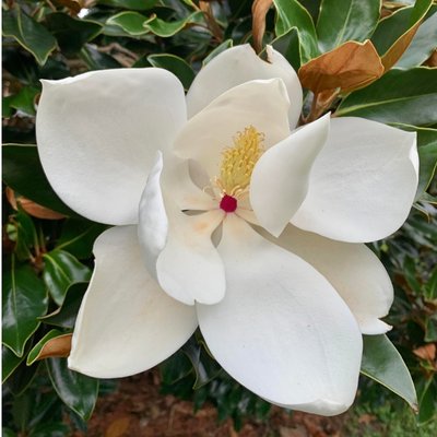 magnolia blossom
