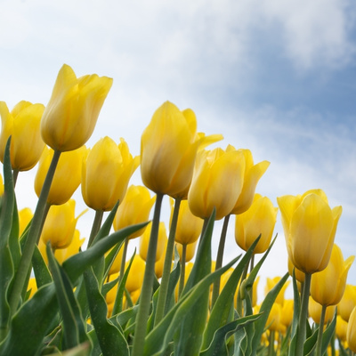 row of tulips with cloudy blue sky