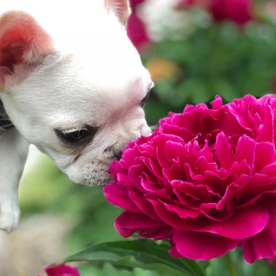puppy smelling peony