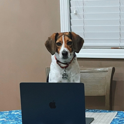 Bingley at laptop, looking at my writer website
