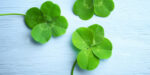 two four leaf clovers - spring symbols of how to be lucky